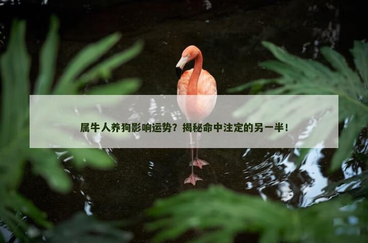 属牛人养狗影响运势？揭秘命中注定的另一半！